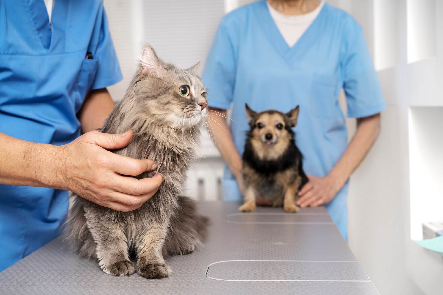 Bác sĩ thú y là một trong những vị trí tiềm năng để phát triển