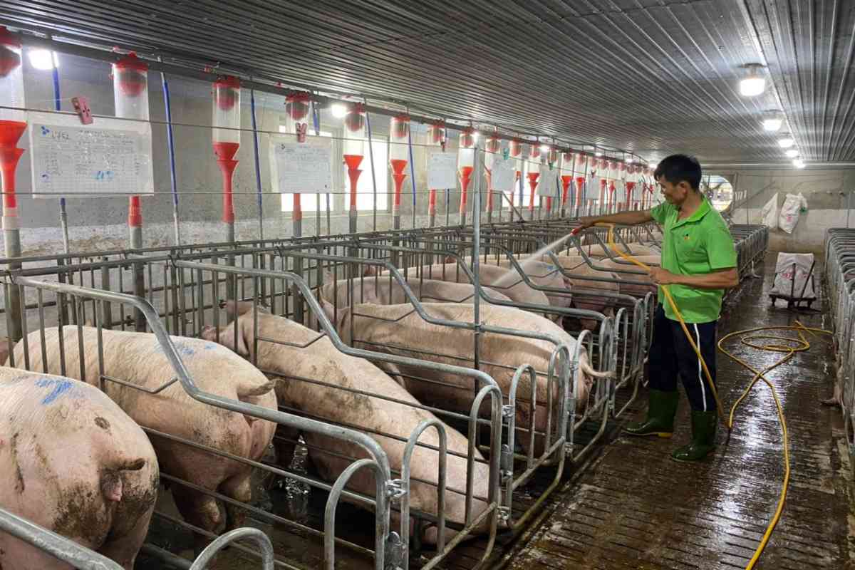 Nhiều trang trại, nhà vườn tuyển công nhân nuôi ăn ở